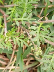 Lepidium didymum