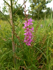 Lythrum virgatum