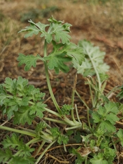 Artemisia absinthium