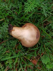 Lycoperdon perlatum
