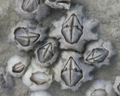 Austrominius modestus