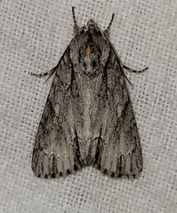 Acronicta thoracica