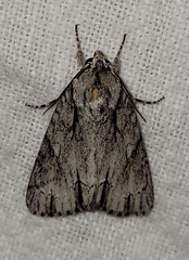 Acronicta thoracica