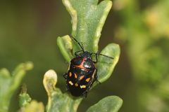 Eurydema herbacea