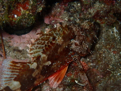 Scorpaena maderensis