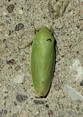 Iassinae