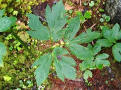Peucedanum