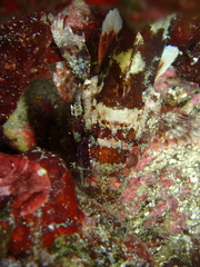 Scorpaena maderensis
