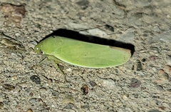 Iassinae