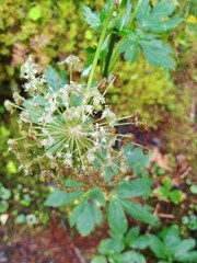 Peucedanum