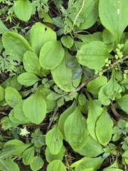Antennaria plantaginifolia
