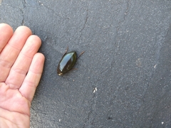 Hydrophilus triangularis