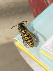 Vespula germanica