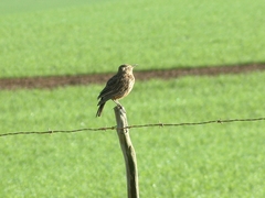Certhilauda curvirostris brevirostris