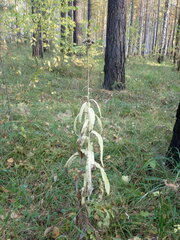 Saussurea parviflora