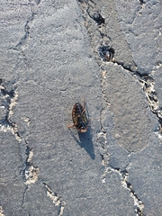 Hydrophilus triangularis