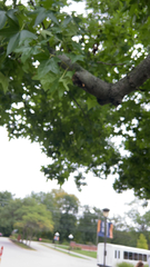 Liquidambar styraciflua