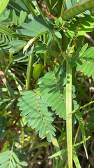 Chamaecrista nictitans