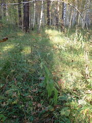 Saussurea parviflora