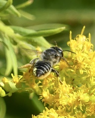 Litomegachile