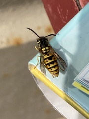 Vespula germanica