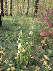 Saussurea parviflora