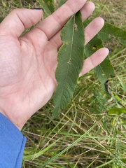 Vernonia missurica
