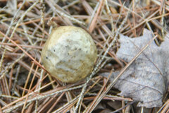 Amphibolips confluenta