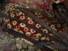 Holothuria