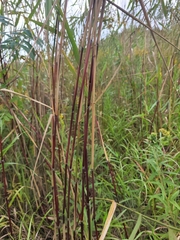 Phragmites australis americanus