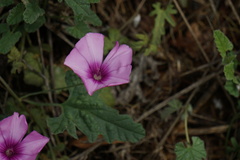 Convolvulus althaeoides
