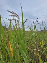 Phragmites australis americanus