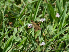Panoquina panoquin