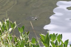 Somatochlora alpestris