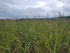 Phragmites australis americanus