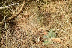 Verbascum pulverulentum