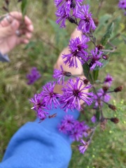 Vernonia missurica
