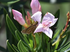 Panoquina panoquin