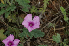 Convolvulus althaeoides
