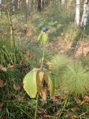 Paris verticillata