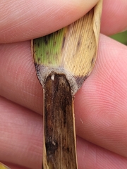 Phragmites australis americanus