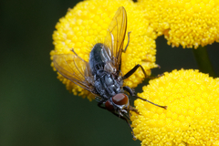 Calliphoridae