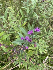 Vernonia missurica