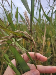 Phragmites australis americanus