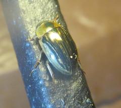 Tropisternus collaris