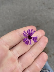 Vernonia missurica