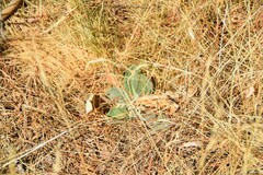 Verbascum pulverulentum