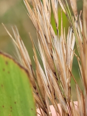 Phragmites australis americanus
