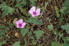 Convolvulus althaeoides