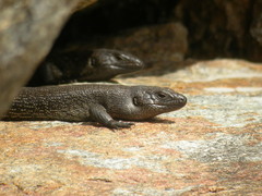 Egernia kingii